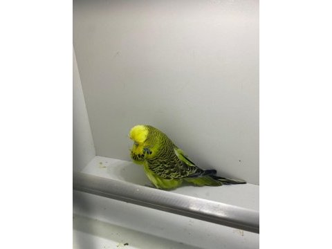 Show jumbo dişi muhabbet kuşu