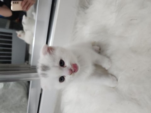 Acil izmir içi scottish fold