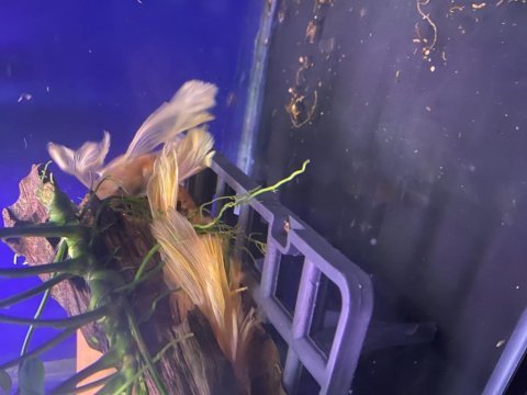 L144 longfin ve süper red brokoli balıklar mevcuttur