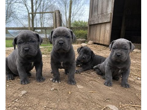 Üretim çiftliğinden a kalite cane corso yavrular