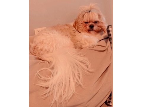 Nadir karamel renk shih tzu kızımız