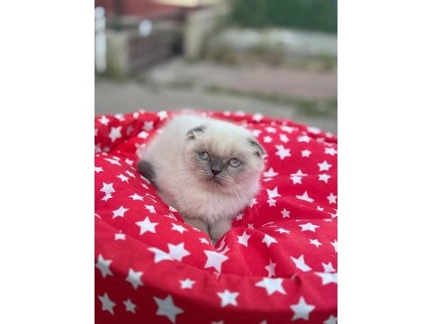 Irk ve sağlık garantili british shorthair