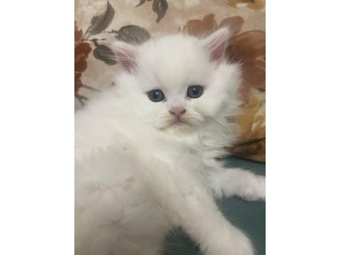 British longhair kedisi
