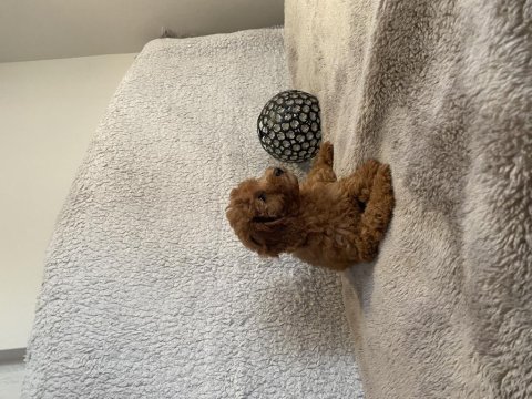 Dişi toy poodle