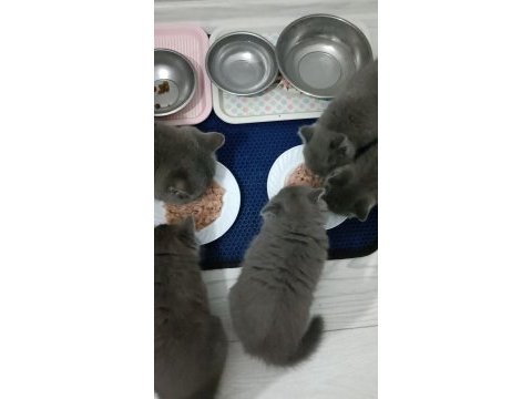 British shorthair 2 dişi ve 1 erkek yavru