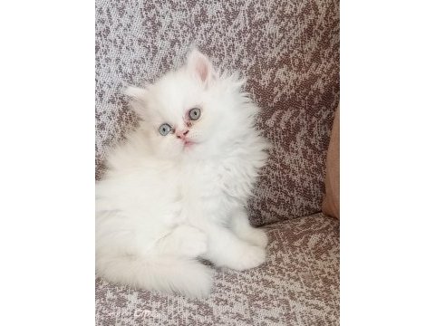 Güzel bir dişi bebek chinchilla