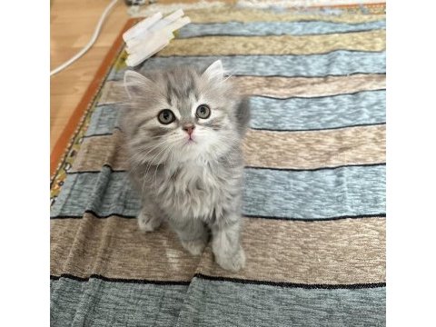 2 aylık british longhair yavrular yuvalanmaya hazır