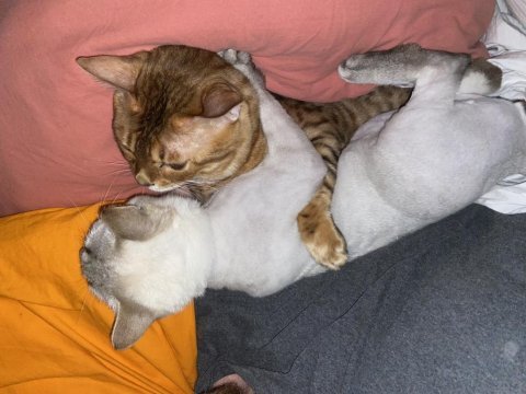 Saf gold bengal kedisi