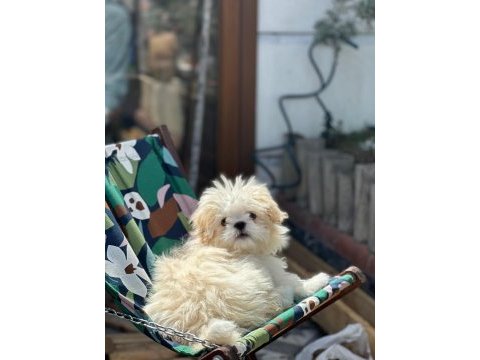 Yavru erkek kore maltipoo 6 aylık