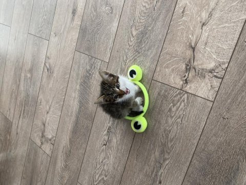 Kedimiz tam kaç haftalık bilmiyorum