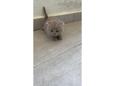 Yorumsuz ve üst kalite scottish fold