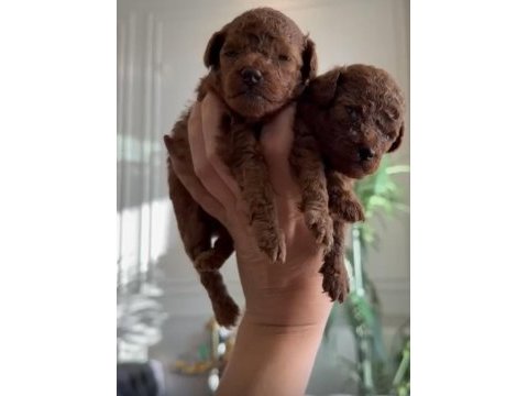 Irk garantili poodle bebekler
