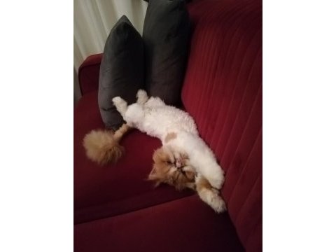 1 yaşındaki tatlı exotic shorthair kedisi