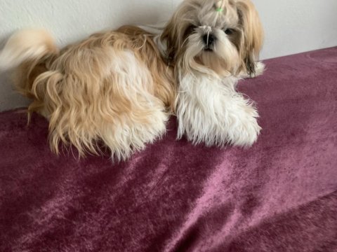 0 burun tüy dökmez koku yapmaz a kalite shih tzu yavrular