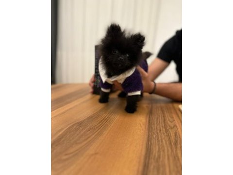 Türkiyede esı benzerı olmayan minyatür pomeranian!