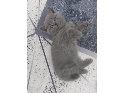 British shorthair ve scottish fold yavru köpeklerimiz