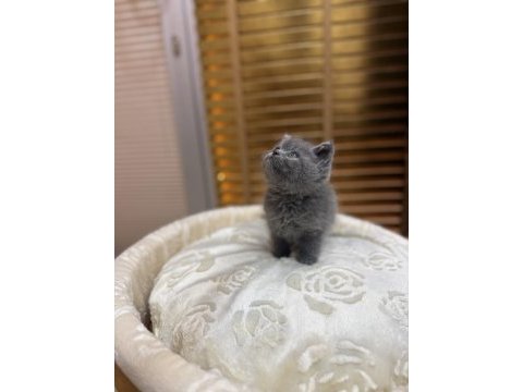 Britsh shorthair kedisi