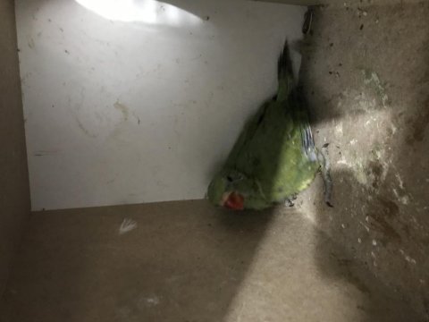 Garantili pakistan papağanı takım