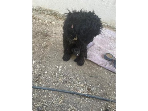 Siyah genç erkek köpeğimiz