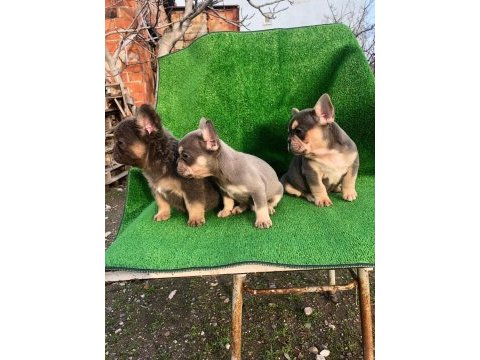 A kalite french bulldog erkek bebekler