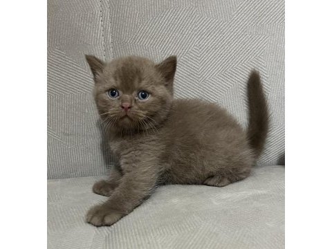 Cinnamon british shorthair
