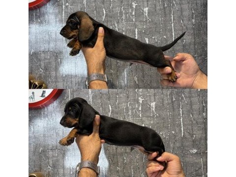 Dachshund sosis yavrular