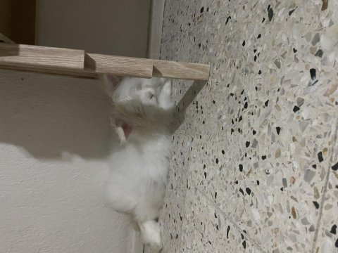 Aslanbaş cinsi pofuduk tavşanımız