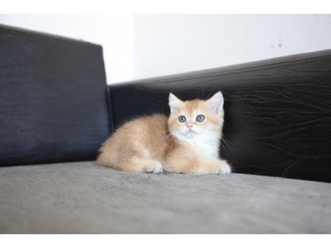 Safkan golden ny11 anne baba şecereli dişi british shorthair