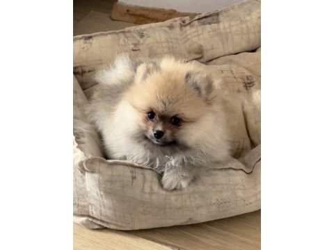 Ayı surat pomeranian kızımız