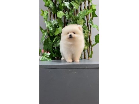 A+ kalite pomeranian yavrularımız 81 ile gönderim mevcut