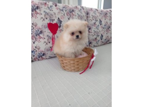 Dünyalar güzeli pomeranian boo erkek yavru