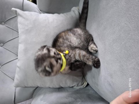 Günlük scottish fold