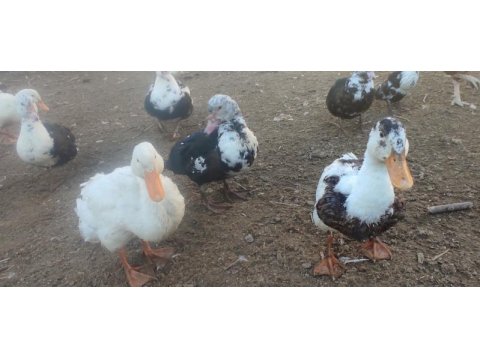 Muscovy, amerikan fıs fıs ve sessiz ördekler
