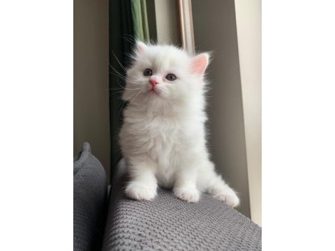 British longhair dişi ve british shorthair dişi