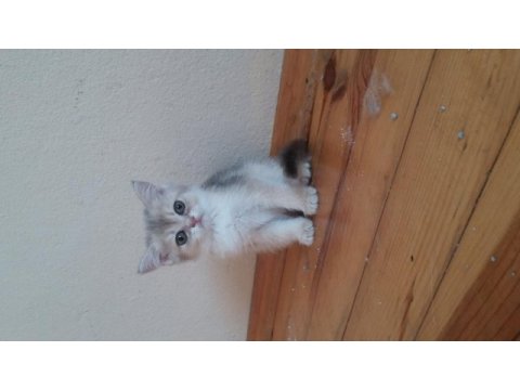Scottish fold dişi ve erkek yavrular