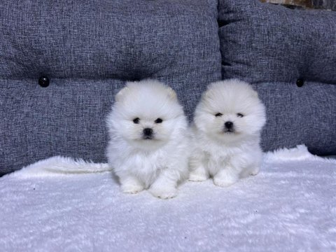 Kar beyaz güzellikler pomeranian yavrularımız