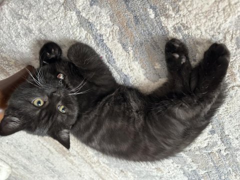 Çikolata british shorthair yavru
