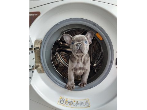 French bulldog yavruları