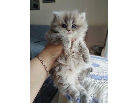 British longhair yavrularım sahiplerini bekliyor