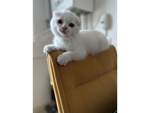 2,5 aylık akıllı uslu oyuncu erkek scottish fold