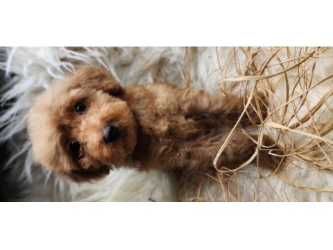 Veteriner teknikerinden toy poodle