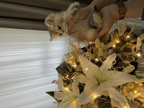 Elimdeki son kedi mükemmel golden