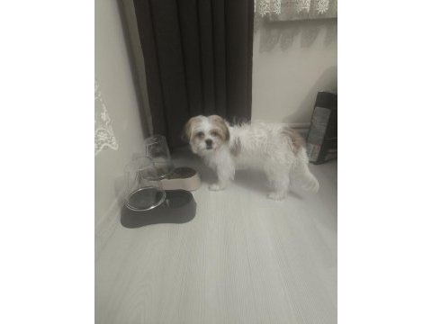 4 aylık erkek köpeğimiz pede wc eğitimi var