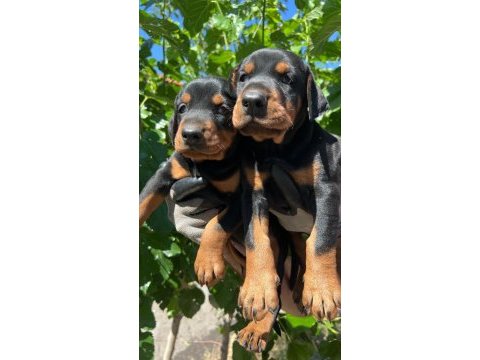 Şampiyon soydan doberman yavrular