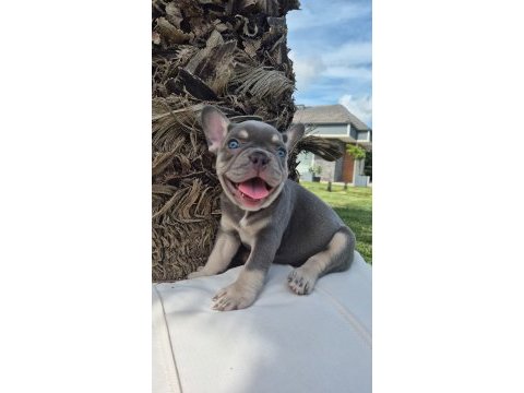 Blue french bulldog yavruları istanbul 