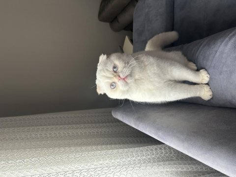 Beyaz scottish fold