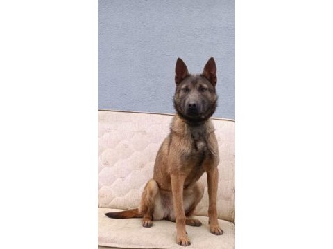 1 yaşında dişi ankara yavru malinois