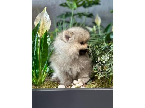 Orjinal pomeranian boo