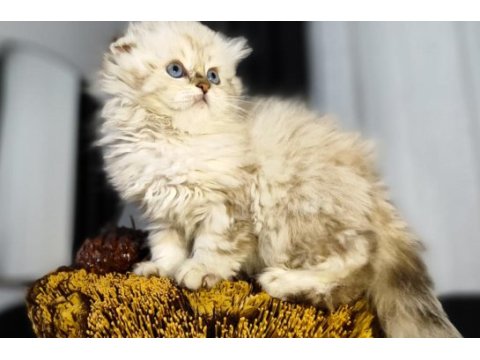 Dünyanın en güzel chinchilla bebemler