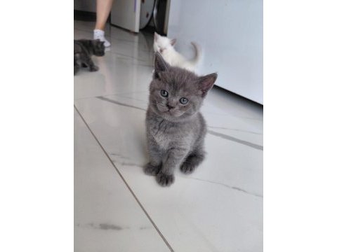 Blue point bebeklerimiz orjinal renkli gözlü kedimiz